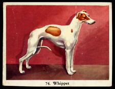 WHIPPET Hound Dog Full Speed Cigarette Card - Dutch c. 1954