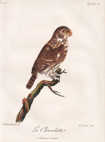Sperlingskauz pygmée owl - sperlingskauz,