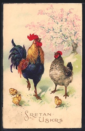 Coq poule avec poussins - avec,