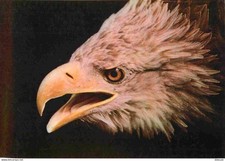 Animals - Birds - Raptors - Volerie des Eagle du Château de Kintzheim - Eagle