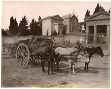 Italy, Transport, Mule & Beef & Horse Coupling Vintage Albumen Print, 