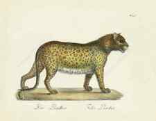 Leopard Felis Pardus Panther antique engraving print Brodtmann 1816 art poster