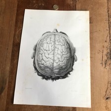 antique engraving anatomy N12 skinned human body 