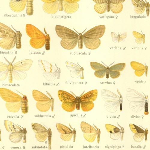 Adalbert seitz papillon - seitz,