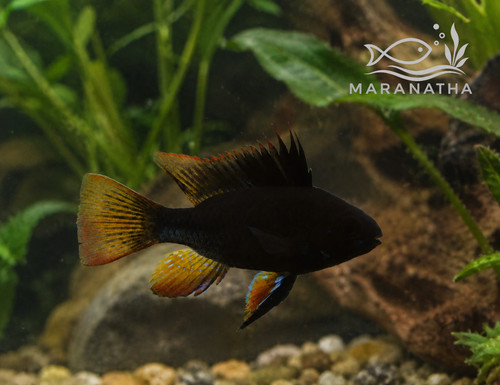 Beautiful midnight black ram - black,