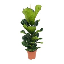 Plante d'intérieur Ficus