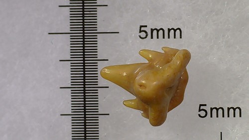 Shark tooth dent requin - tooth,