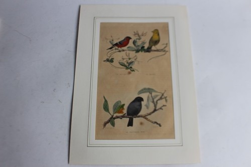 Gravure oiseaux bouvreuil - oiseaux,