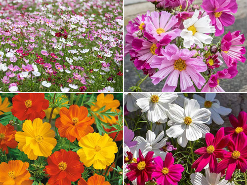 Cosmos variétés 2000 - 4,