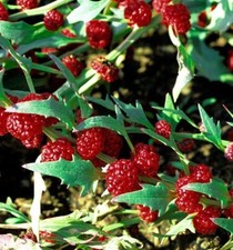 50 graines d'épinard fraise