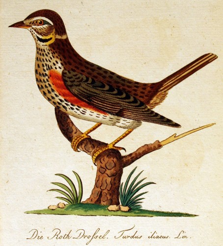 Ornithologie bechstein la - ",