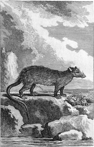 Raton crabier gravure - crabier,