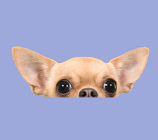 Chihuahua Sticker Decal