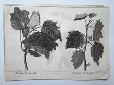 FEUILLAGE TREMBLE Peuplier