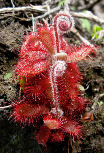 Drosera montana 10 - -, graines