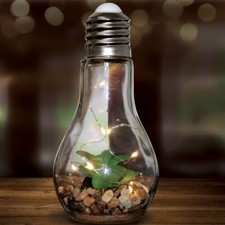 Jade Plant Glass Bulb