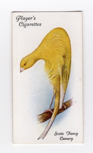 Aviary cage bird cigarette - aviary,