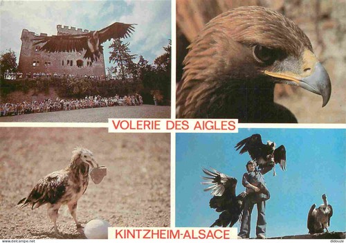 Carte postale animaux - postale,