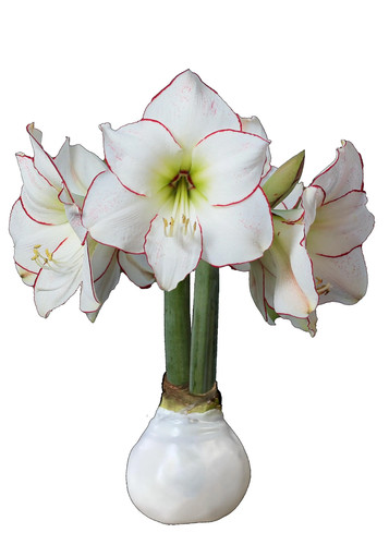 Picasso waxed amaryllis - amaryllis, bulb