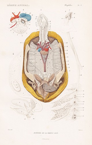 Testudo radiata anatomie - radiata,