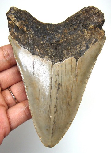 Megalodon shark tooth - shark,