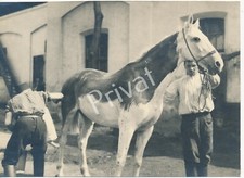 Photo WK I Cheval Cavalerie