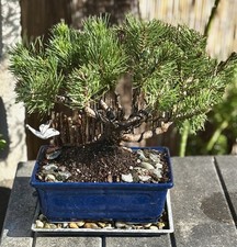 15 YEAR OLD MUGO PINE BONSAI
