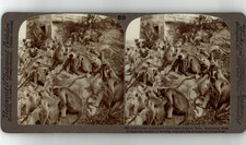 Inde, Jeypore, Singes sacrés