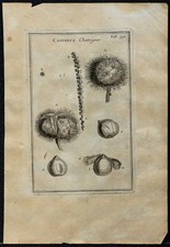 1719 - Châtaignier (Feuilles
