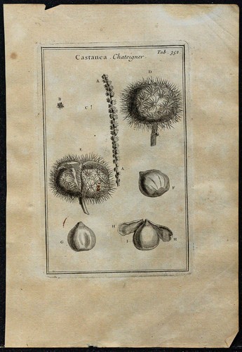 1719 châtaignier feuilles - 1719,