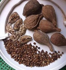 20 Graines De Piment De