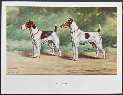 Fox terrier reproduction - fox,