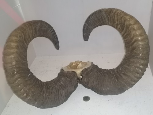 Trophée cornes mouflon sur - cornes,