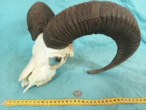 Bighorn mouflon mountain - mouflon,