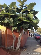Rare Dinner Plate Fig (Ficus dammaropsis)- 3 cuttings , no roots