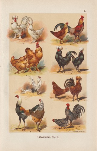 Races poules chochin - de,