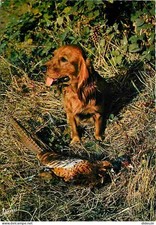 Carte Postale - Animaux -
