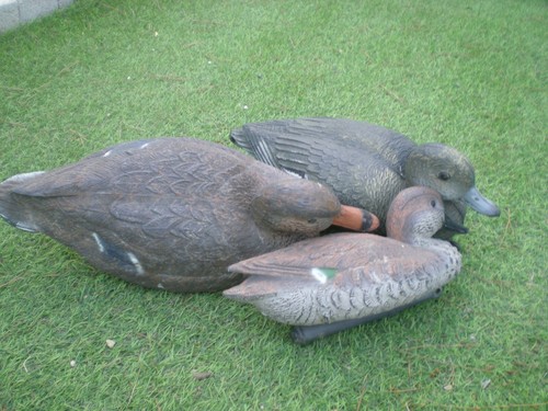 Trois canards appelant chasse - trois,