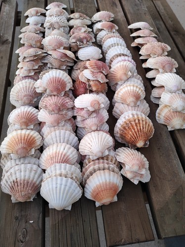 Lot coquilles saint jacques - lot, 75
