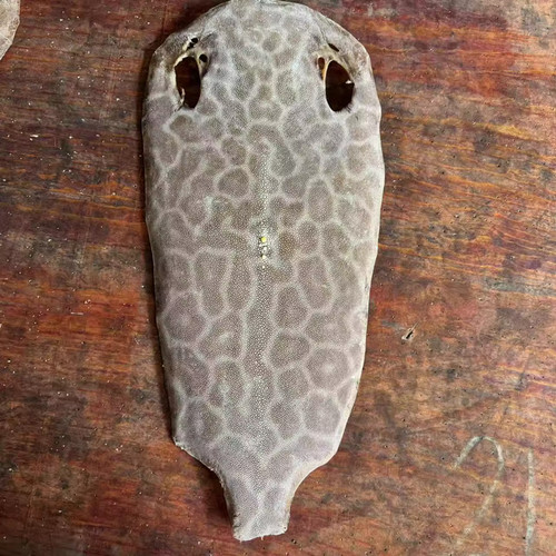 Unpolished stingray shagreen - stingray,