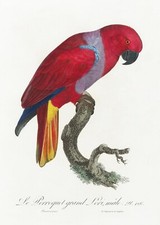 Plate No. 126 Eclectus Parrot History of Parrots by Francois Levaillant Repro