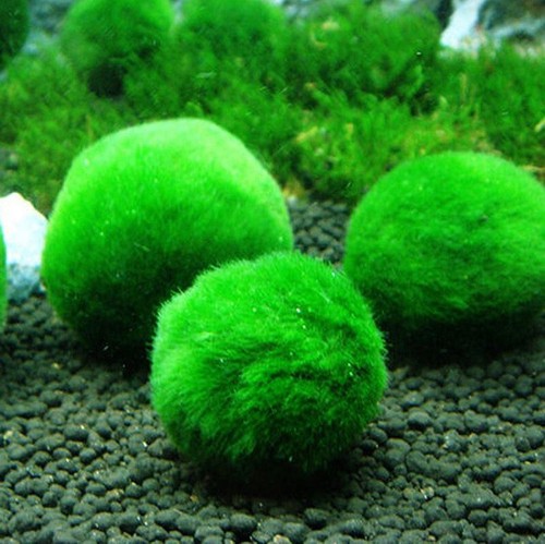 Cladophora aegagrophila boule - aegagrophila,