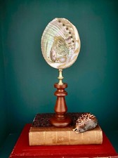 Abalone Haliotis ou Ormeau sur