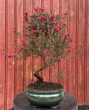 BONSAÏ LEPTOSPERMUM SCOPARIUM