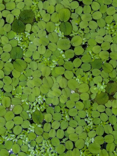 Salvinia plante flottante - :,