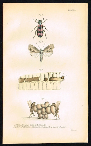 Bee beetle wax - beetle, antique