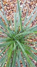 Yucca linearifolia x
