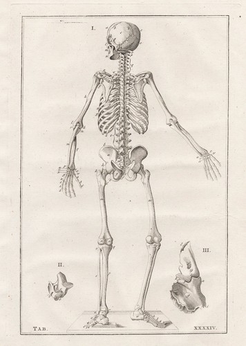 Squelette humain eustachius - humain,