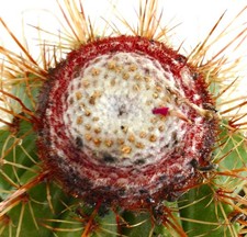 Melocactus oreas HU300 SEEDS -
