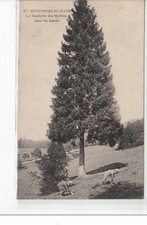 MONTAGNES DU DOUBS - La cueillette des moreilles sous les firins - condition